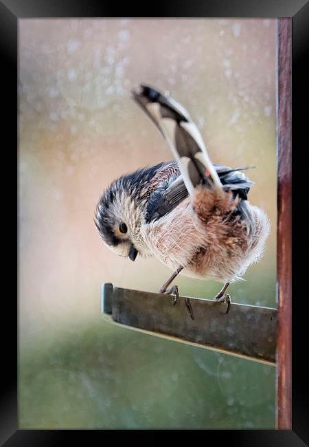  Long-Tailed Tit shelters from the rain Framed Print by Paul M Baxter