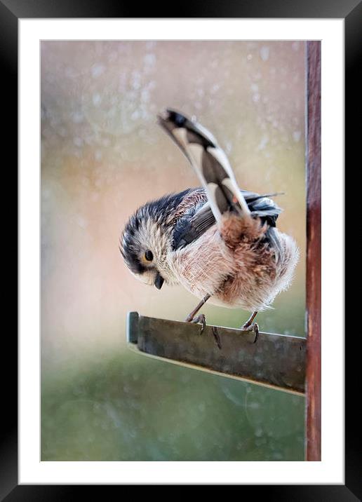  Long-Tailed Tit shelters from the rain Framed Mounted Print by Paul M Baxter