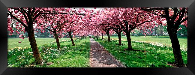 Cherry Trees and Shadows on The Stray, Harrogate Framed Print by Paul M Baxter