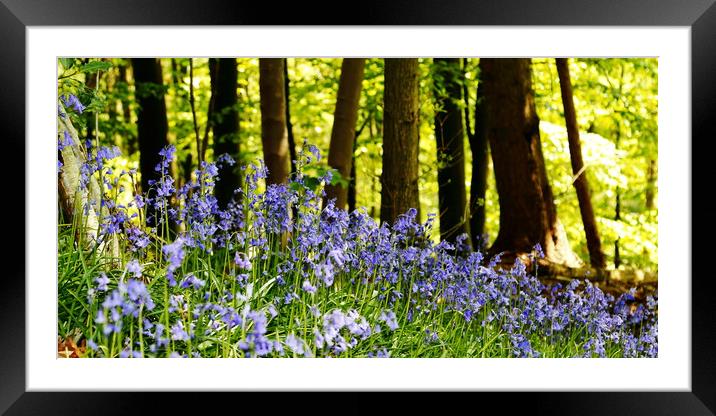 Bluebell Woods, Nidd Gorge Knaresborough Framed Mounted Print by Paul M Baxter