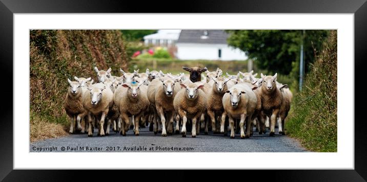 Sheep Homeward Bound for Shearing Framed Mounted Print by Paul M Baxter