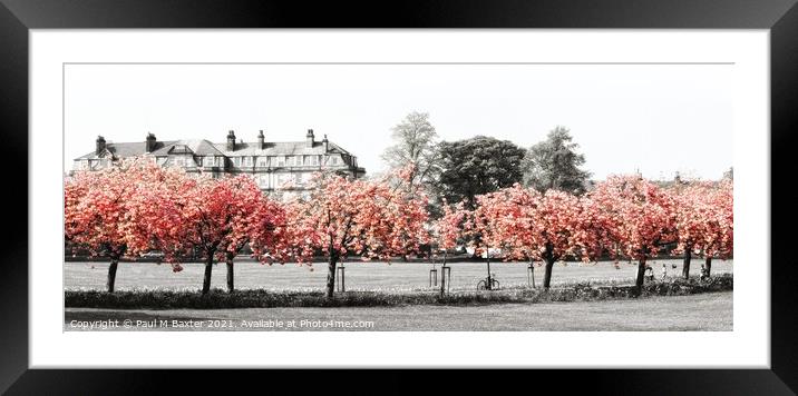 Cherry Blossom on The Stray Framed Mounted Print by Paul M Baxter