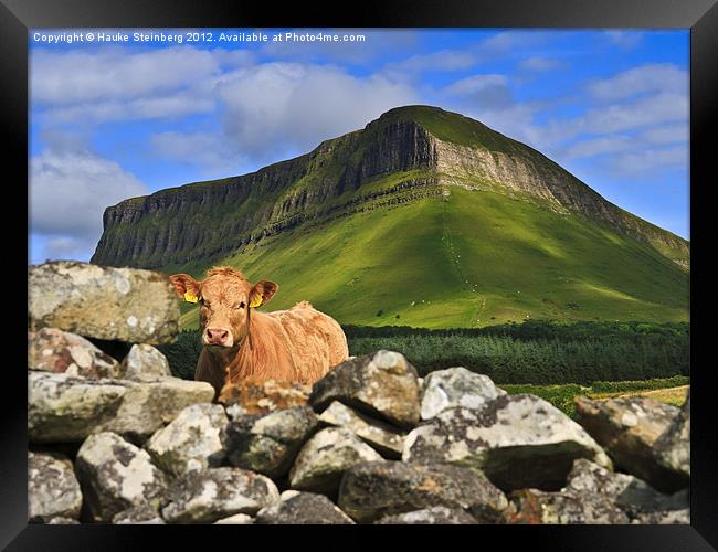 Cow and Ben Bulben Framed Print by Hauke Steinberg