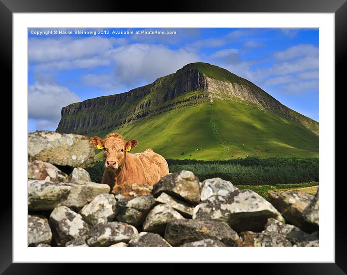 Cow and Ben Bulben Framed Mounted Print by Hauke Steinberg