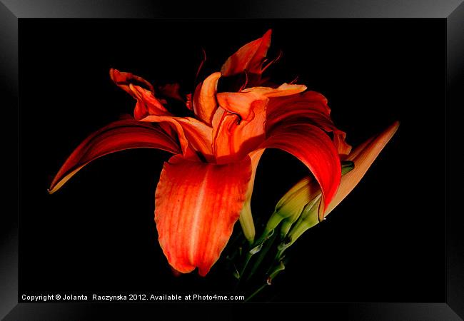 orange lily Framed Print by Jolanta  Raczynska
