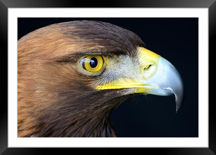 Golden Eagle Framed Mounted Print by Jon Short