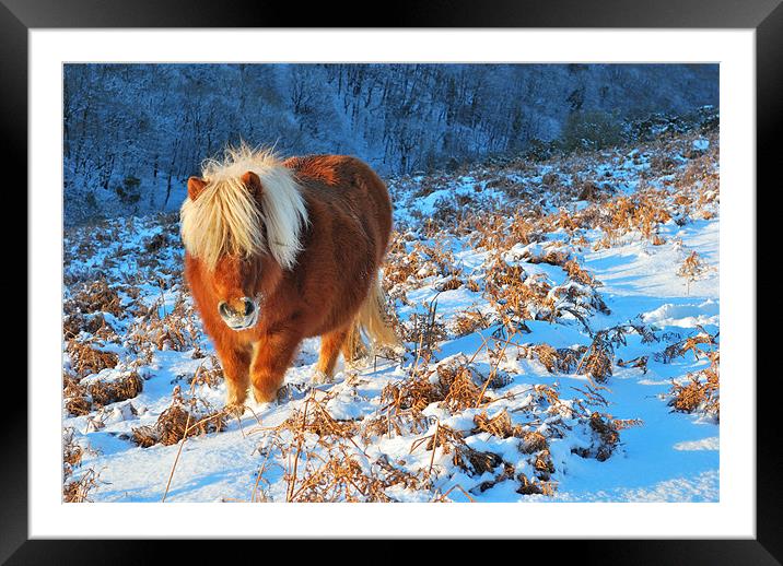 Ginger Pony in the Snow Framed Mounted Print by Jon Short