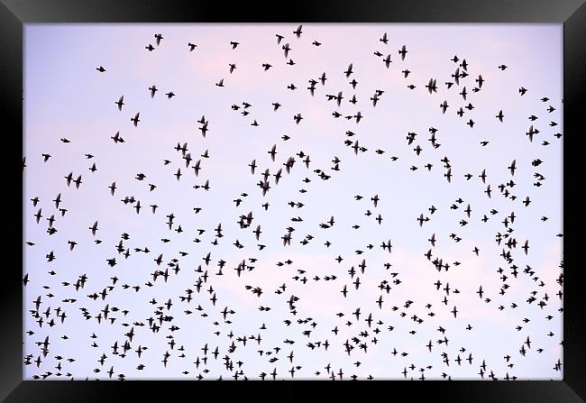 Murmuration of Starlings Framed Print by Jon Short