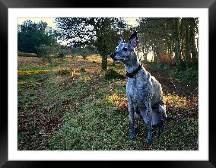 Sighthound, Looking and Listening Framed Mounted Print by Jon Short