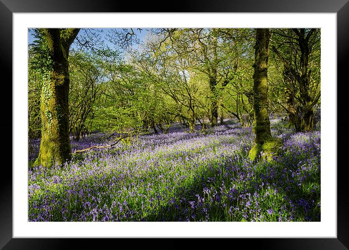Dartmoor Bluebell Wood Framed Mounted Print by Jon Short