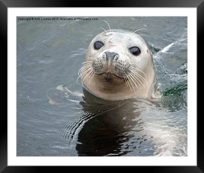 Seal Framed Mounted Print by Rick Lindley
