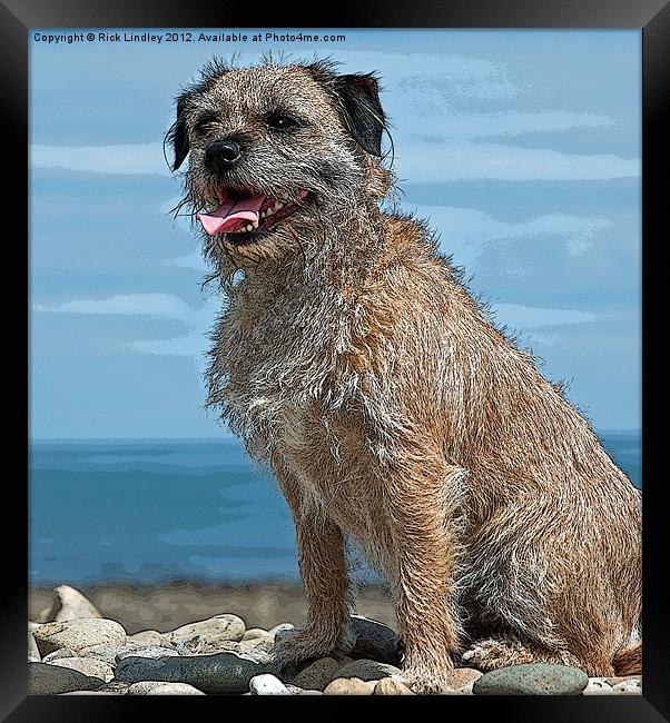 The Border Terrier Framed Print by Rick Lindley