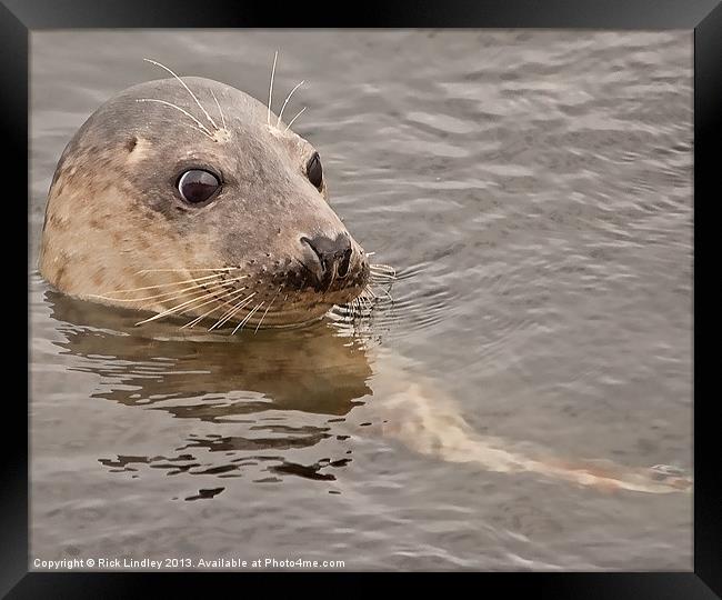 Seal Framed Print by Rick Lindley