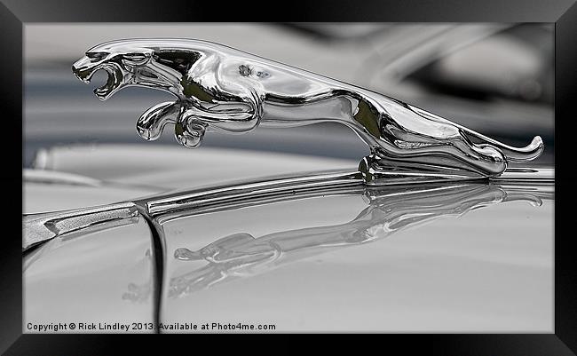 Jaguar Framed Print by Rick Lindley