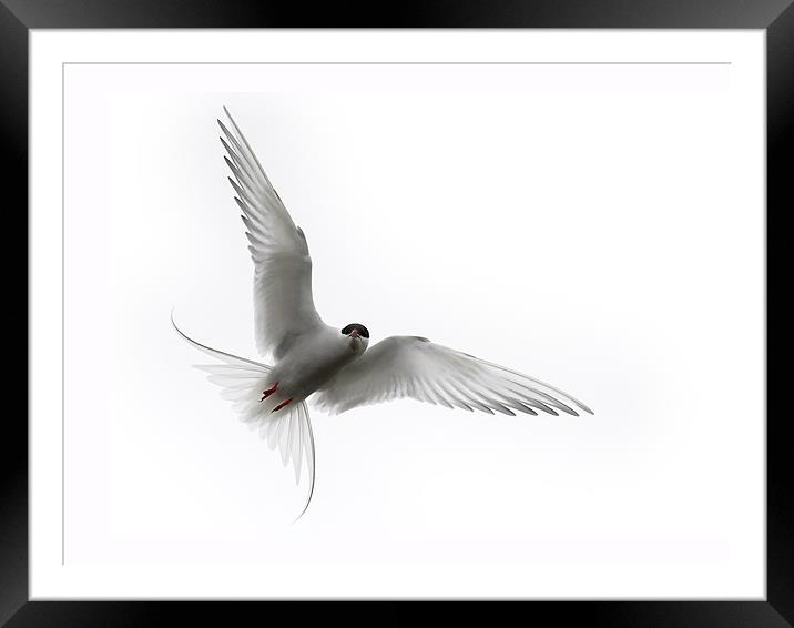 Angry Tern Framed Mounted Print by Keith Barker