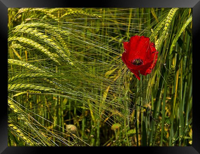 Lone Poppy Framed Print by Keith Barker