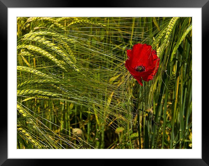 Lone Poppy Framed Mounted Print by Keith Barker