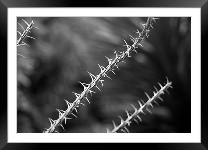 Spikes B/W Framed Mounted Print by Nick Vaillette