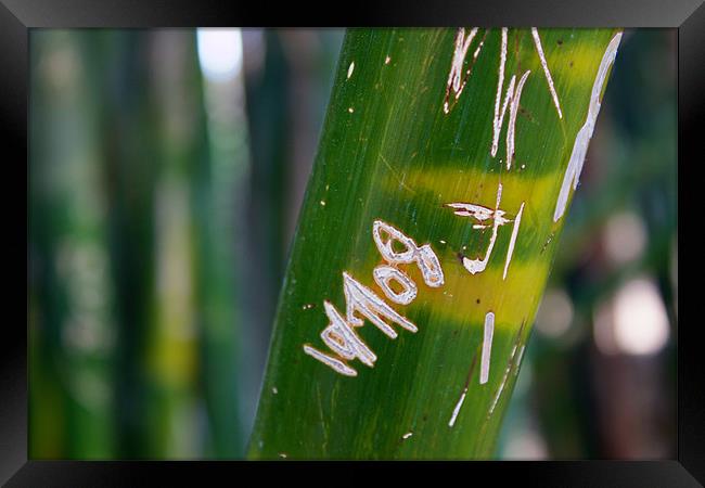 Bamboo close up Framed Print by Nick Vaillette