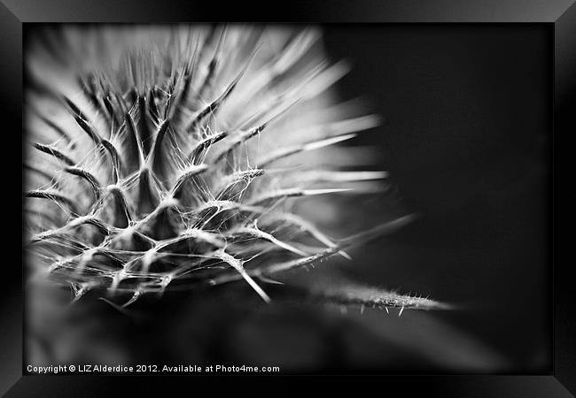 Sharp but Soft Framed Print by LIZ Alderdice