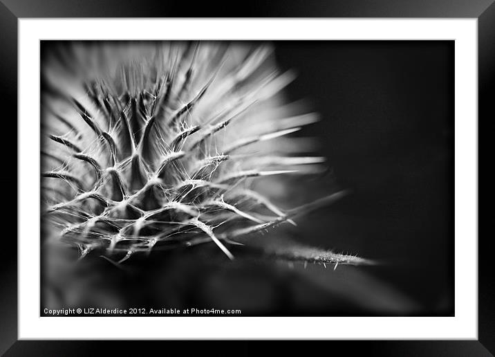 Sharp but Soft Framed Mounted Print by LIZ Alderdice