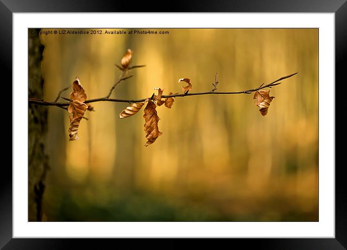 The Golden Years Framed Mounted Print by LIZ Alderdice