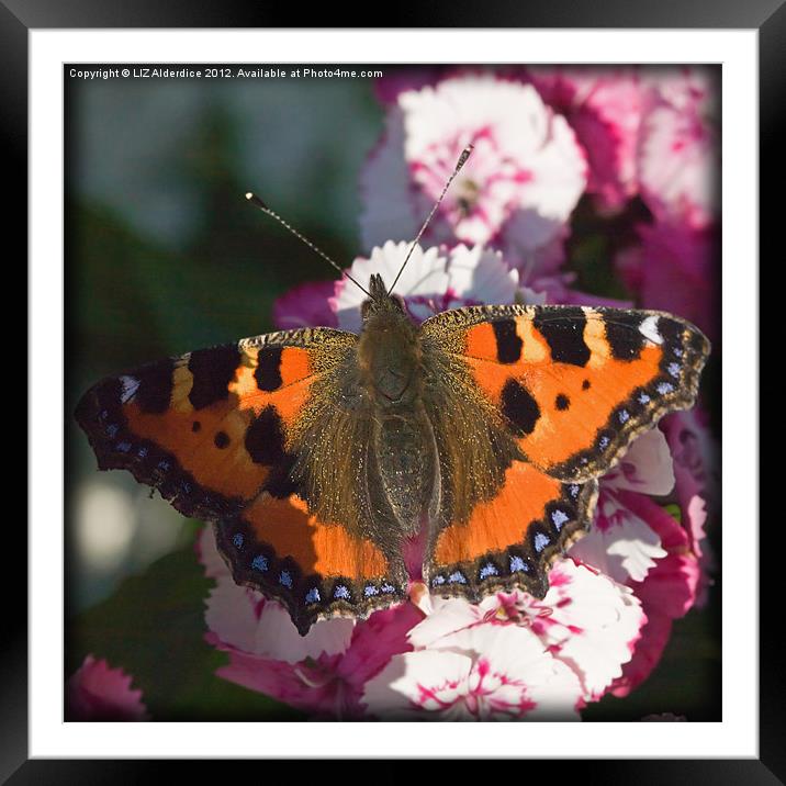 Small Tortoise Shell Butterfly Framed Mounted Print by LIZ Alderdice