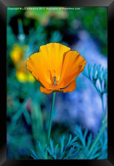 Californian Poppy - A Study in Gold Framed Print by LIZ Alderdice