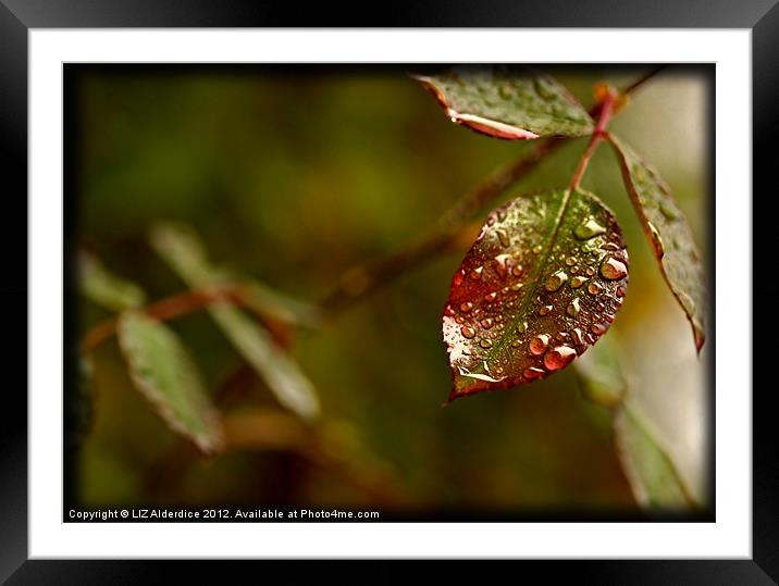 Rose Leaf Framed Mounted Print by LIZ Alderdice