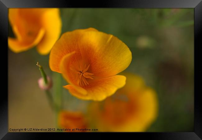 Yellow Poppies Framed Print by LIZ Alderdice