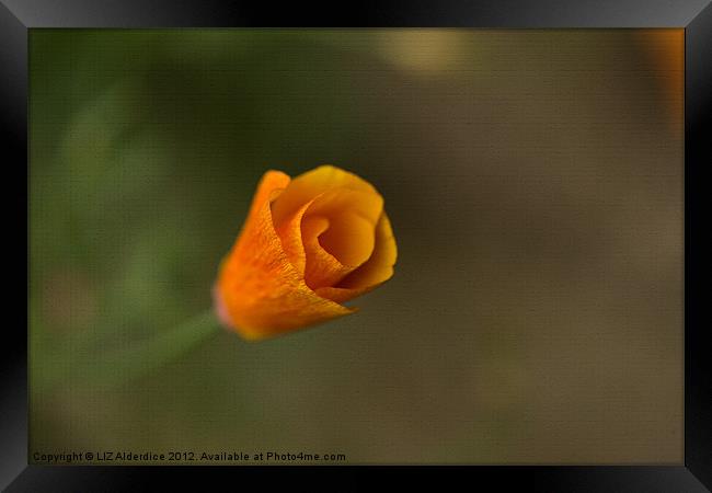 Californian Poppy Framed Print by LIZ Alderdice