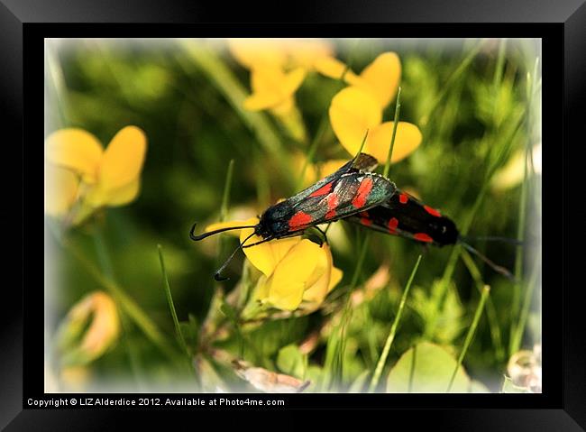 Six-Spot Burnet Moths Framed Print by LIZ Alderdice