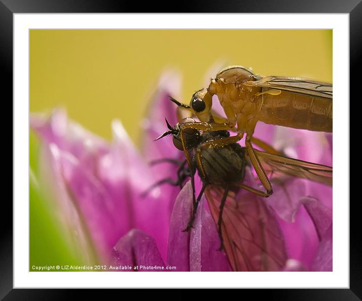 Alien v. Predator! Framed Mounted Print by LIZ Alderdice