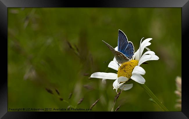 Common Blue Butterfly on Daisy Framed Print by LIZ Alderdice