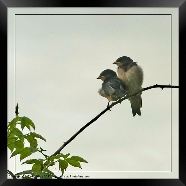 Fledglings Framed Print by LIZ Alderdice