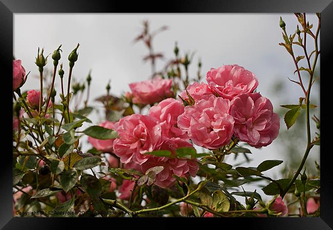 Pink Roses in The Mist Framed Print by LIZ Alderdice