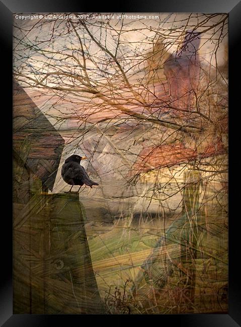 Solitary Watcher Framed Print by LIZ Alderdice