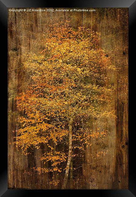 Golden Birch Framed Print by LIZ Alderdice