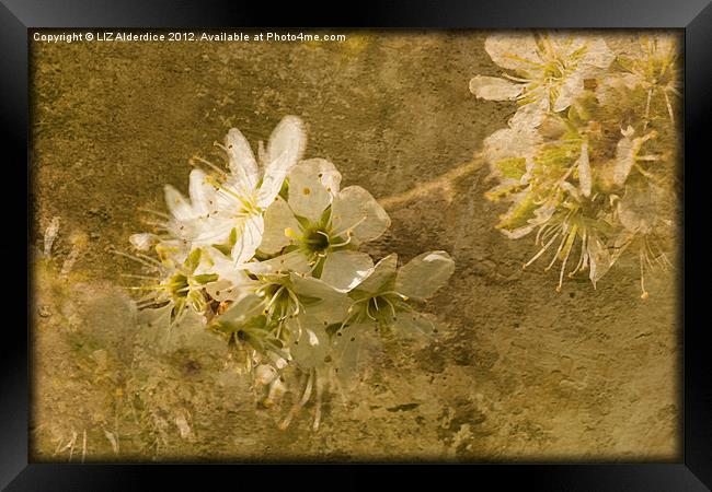 Promise of Spring Framed Print by LIZ Alderdice