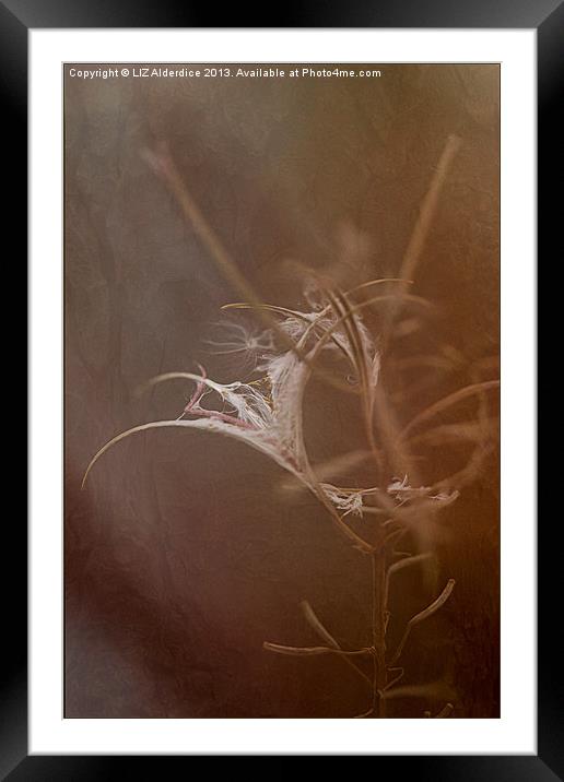 Rose Bay Willow Herb Framed Mounted Print by LIZ Alderdice