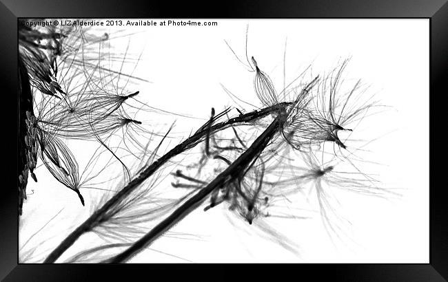 Fly Away - willow herb seeds Framed Print by LIZ Alderdice