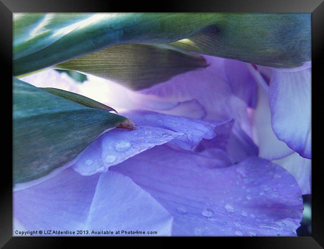 Gentleness Framed Print by LIZ Alderdice