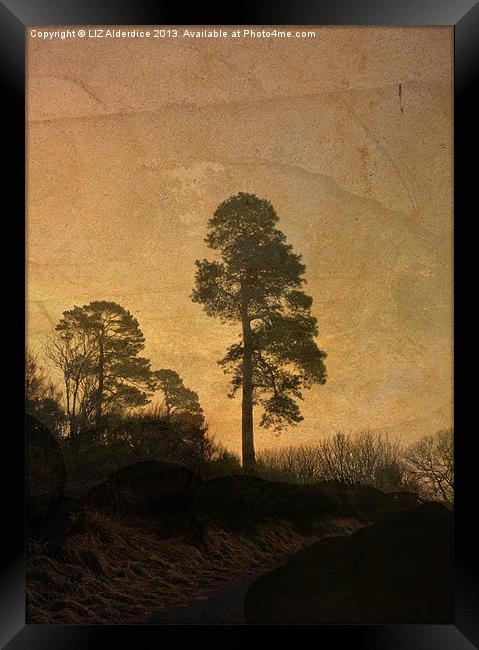 Scots Pine Framed Print by LIZ Alderdice