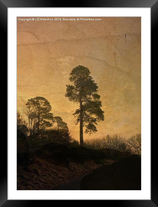 Scots Pine Framed Mounted Print by LIZ Alderdice