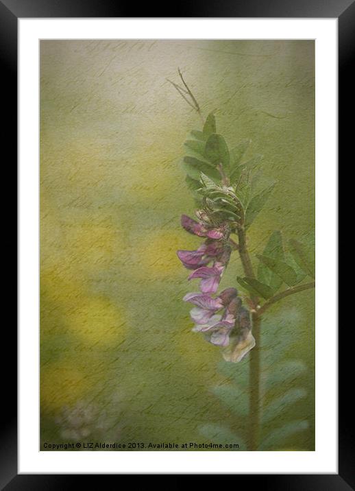 The Cottage Garden Vetch Framed Mounted Print by LIZ Alderdice