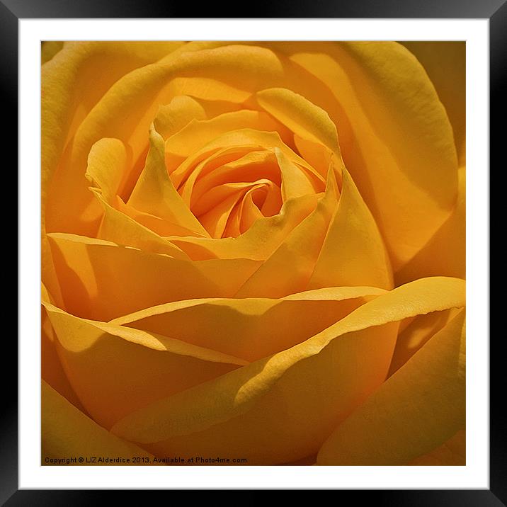 Golden Rose Framed Mounted Print by LIZ Alderdice