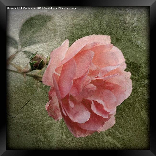 Textured Pink Rose Framed Print by LIZ Alderdice
