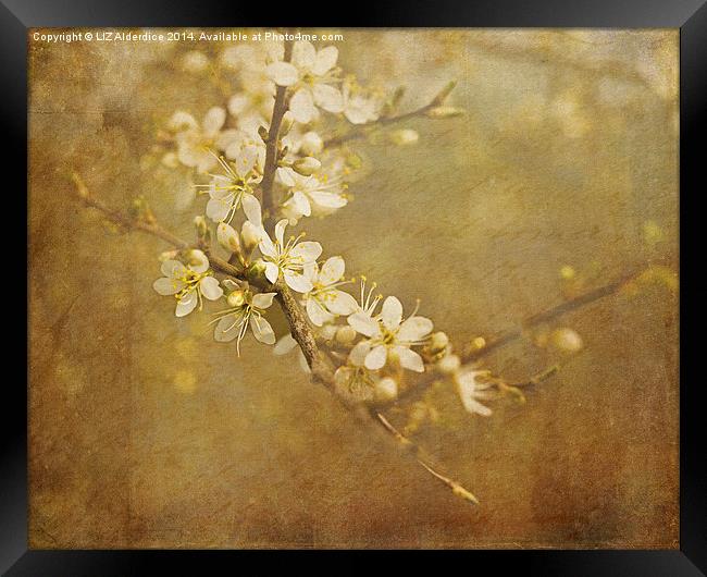 Blackthorn Blossom Framed Print by LIZ Alderdice