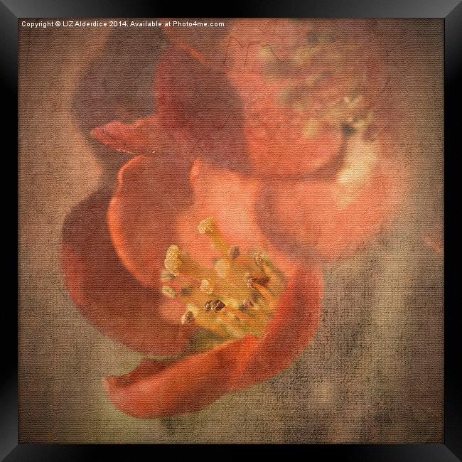Flowering Quince Framed Print by LIZ Alderdice