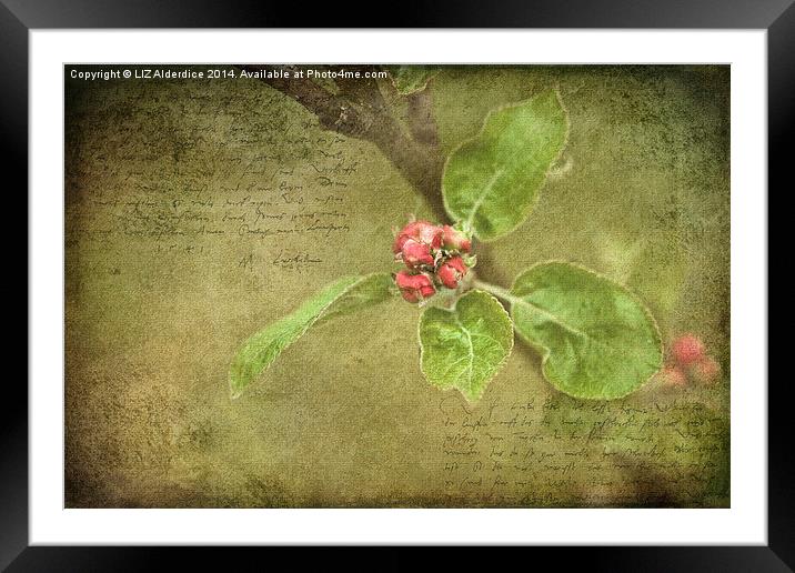 Apple Blossom Time Framed Mounted Print by LIZ Alderdice